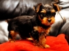 Adorable teacup yorkie puppies ready for adoption